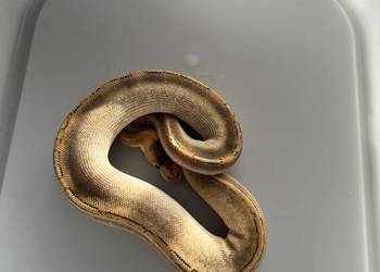 Pytony królewski samica cb25