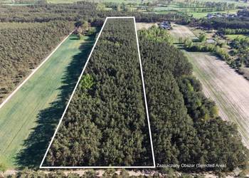 Las sosnowy na sprzedaż – 3,26 ha – Wielkopolska