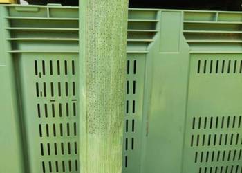 Osłonka, owijka na drzewka