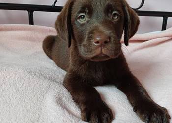 Labrador Retriver