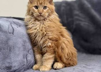 Maine Coon Rudy