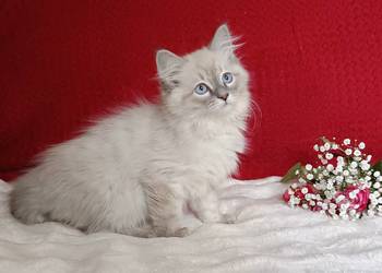 Koty Syberyjskie Neva Masquerade - OLO ZKolakowegoDomu*PL