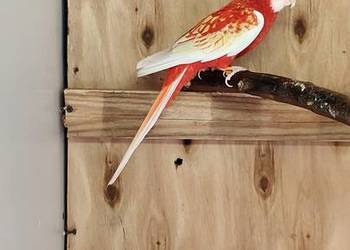 Sprzedam samca rozeli