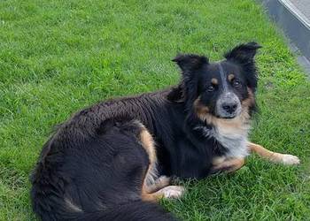 OPIEKA NAD ZWIERZĘTAMI I SPRZĄTANIE MIESZKAŃ