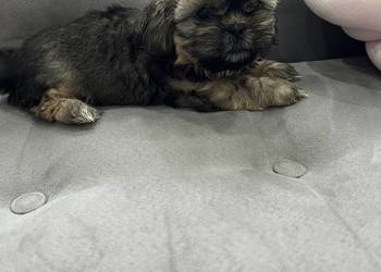 Shih Tzu