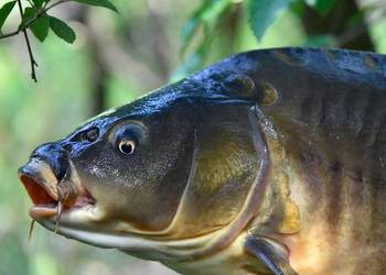 Karpie handlowe i kroczki