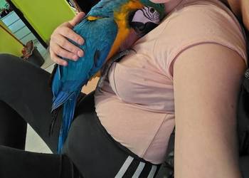 Ara araruna 5 miesięcy oswojona