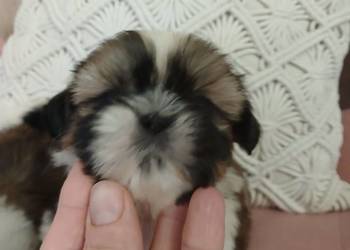 Shih tzu śliczne szczenięta