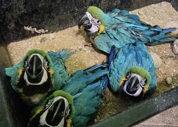 Sprzedam Ara Ararauna ręcznie karmione