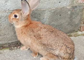 Sprzedam króliki