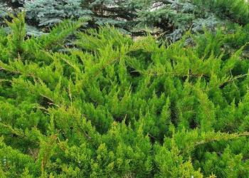 Duże jałowce Mint Julep. Duży jałowiec z bryłą, na bonsai.