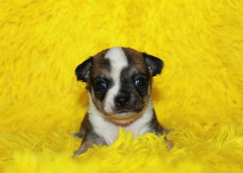 Chihuahua samiec długowłosy ZKwP FCI! Prawdziwy rodowód!