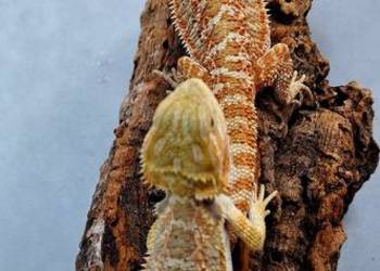 Agama brodata samiczka. Agama brodata samiczka.