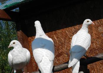 Białe gołębie pocztowe