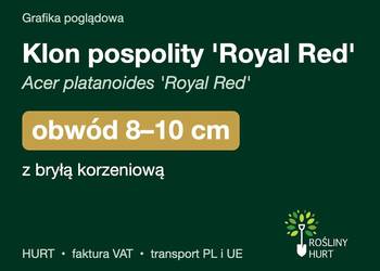 Klon pospolity 'Royal Red' obwód 8-10 cm, z bryłą – HURT
