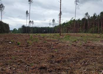 Działka leśna 2,42 ha po całkowitym wyrębie drzew.