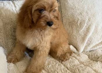 Cavapoo śliczna sunia