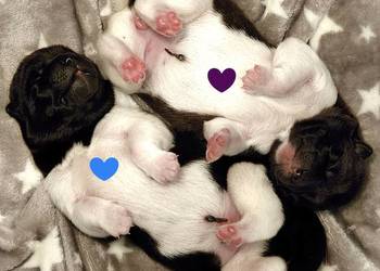 Szczenięta AKITA AMERYKAŃSKA - grudzień  2025 - hodowla PlayTime FCI