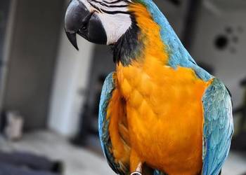 Ara Ararauna samiczka