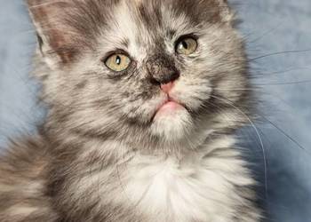 Maine Coon kotka do hodowli  rodowód FPL