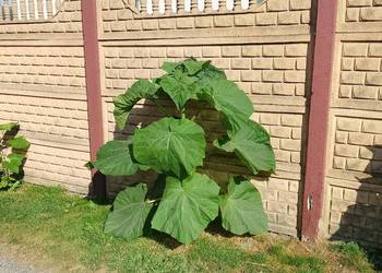 Paulownia oxytree drzewa tlenowe wysyłka