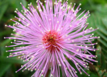 MIMOZA WSTYDLIWA Mimosa pudica - NASIONA 2000 sztuk - 10g.