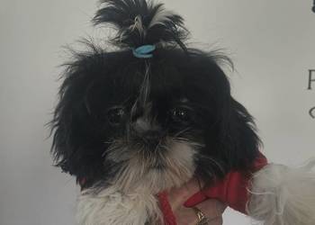 Szczeniak shihtzu