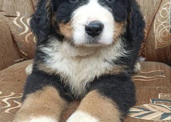 Berneński Pies Pasterski