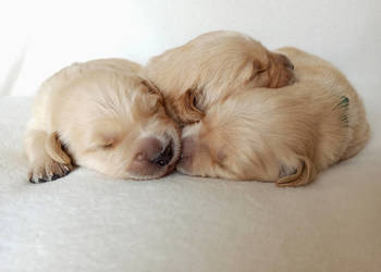Golden Retriever linia amerykańska ZKwP FCI