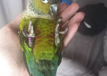 Do adopcji: rudosterka czarnogłowa (ur. maj 2021) Do adopcji: rudosterka czarnogłowa (ur. maj 2021)