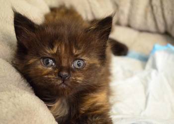 Kotek main coon z rodowodem