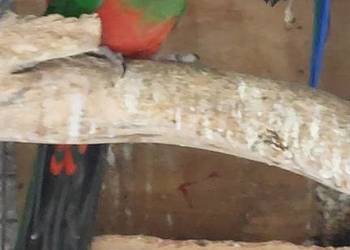 Szkarłatka papuga Królewska samica 2021 rok