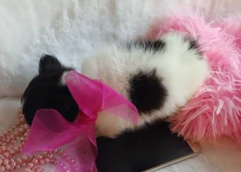 Chihuahua chłopiec samiec dlugowlosy