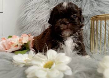 Czekoladowa suczka rasy Shih-Tzu