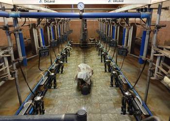 Hala udojowa de laval rybia ość 2x7 +stacja paszowa 140szt