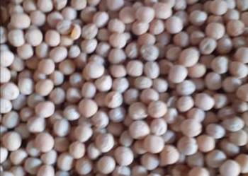 Groszek batuta po centrali