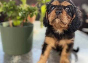 Piękny Pies Cavalier King Charles Spaniel