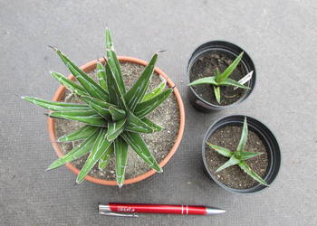 Miniaturowa agawa - Agave Victoriae-Reginae Comp. - sadzonki