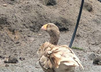 Gęsi bojowe tuluskie