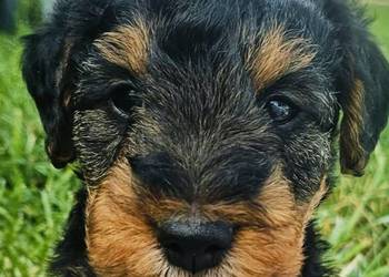Terier walijski teriery walijskie welsh terrier szczenięta