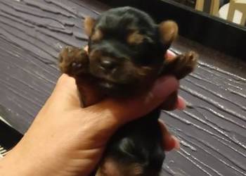 Yorkshire terrier