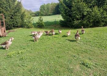 Sprzedam tuszki gęsi z własnego chowu