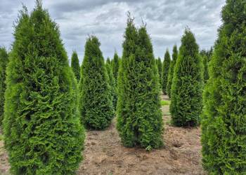 Tuje szmaragd 250cm i wyższe sadzimy, transport, szybko