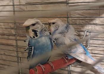 Papugi faliste helikoptery