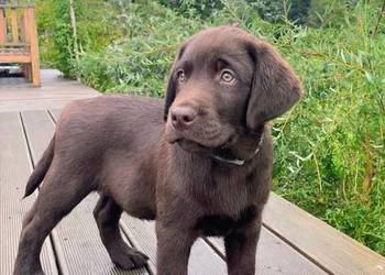 Labrador Retriever Czekoladowy
