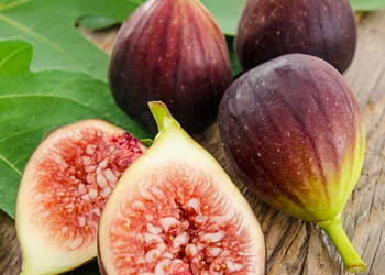 FIGOWIEC Figi Brown Turkey - sadzonki w doniczkach