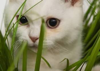 Kociaki Brytyjskie Białe Rodowód FPL