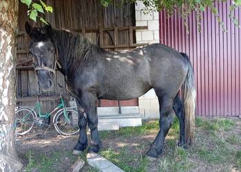 Zaprzęgana siwa klacz 170 cm