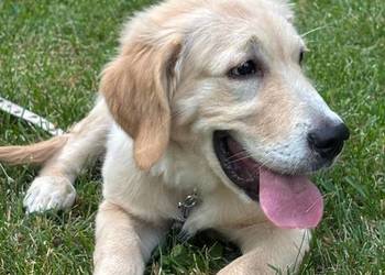 Szczeniak rasy Golden Retriever