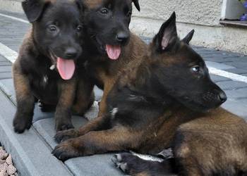 Sprzedam Owczarki Belgijskie Malinois